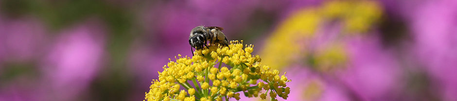 North Carolina Pollinator Conservation Alliance