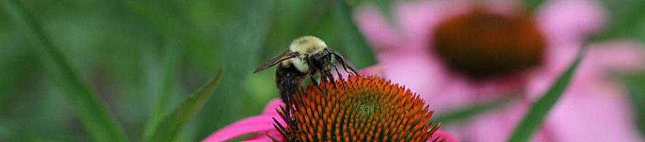 North Carolina Pollinator Conservation Alliance