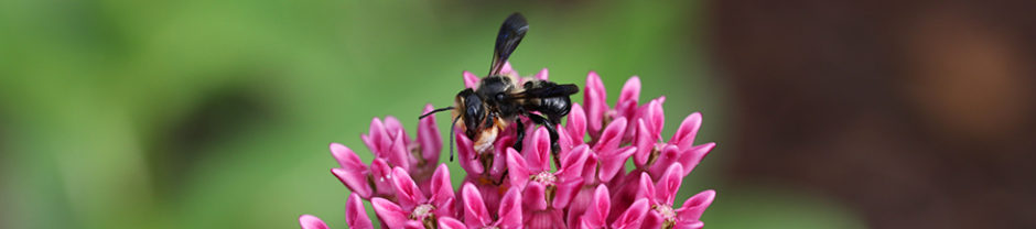 North Carolina Pollinator Conservation Alliance