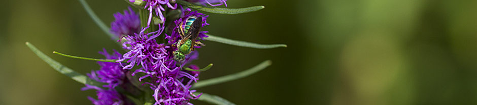 North Carolina Pollinator Conservation Alliance