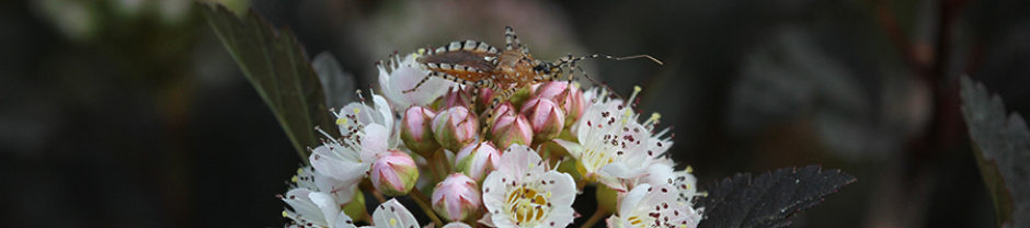 North Carolina Pollinator Conservation Alliance