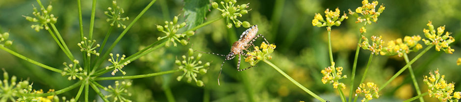 North Carolina Pollinator Conservation Alliance