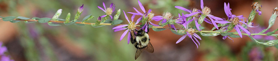 North Carolina Pollinator Conservation Alliance