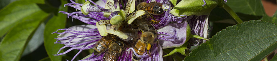 North Carolina Pollinator Conservation Alliance