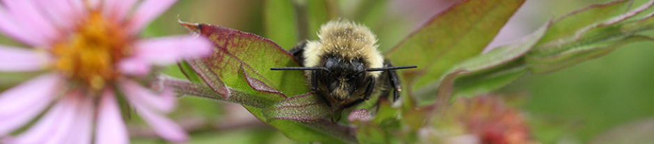 North Carolina Pollinator Conservation Alliance