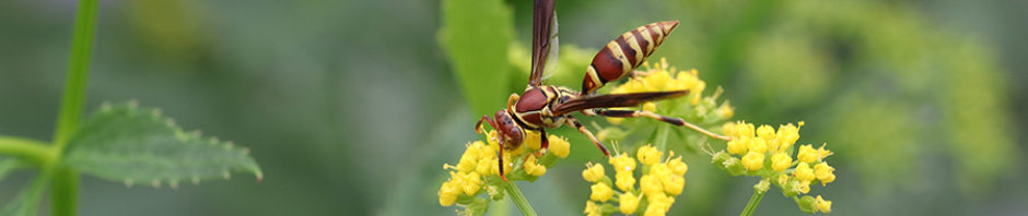 North Carolina Pollinator Conservation Alliance