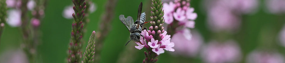 North Carolina Pollinator Conservation Alliance