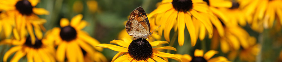 North Carolina Pollinator Conservation Alliance