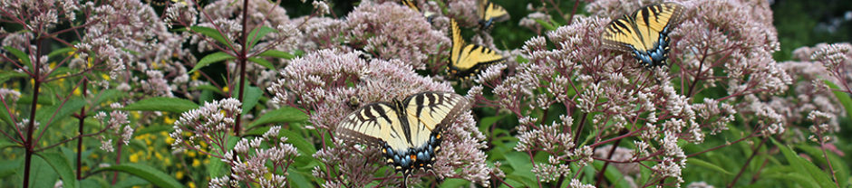 North Carolina Pollinator Conservation Alliance