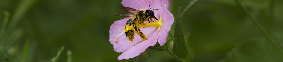 North Carolina Pollinator Conservation Alliance