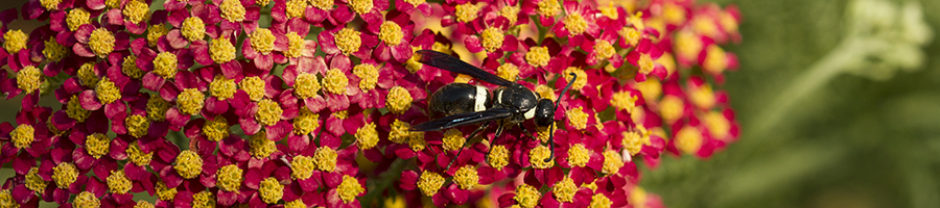 North Carolina Pollinator Conservation Alliance