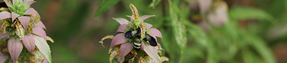 North Carolina Pollinator Conservation Alliance