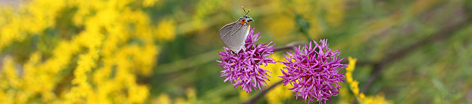 North Carolina Pollinator Conservation Alliance