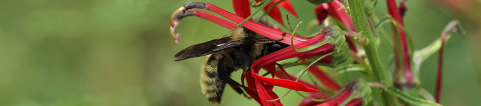 North Carolina Pollinator Conservation Alliance