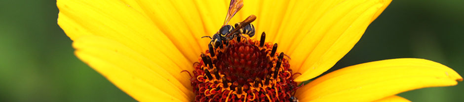 North Carolina Pollinator Conservation Alliance