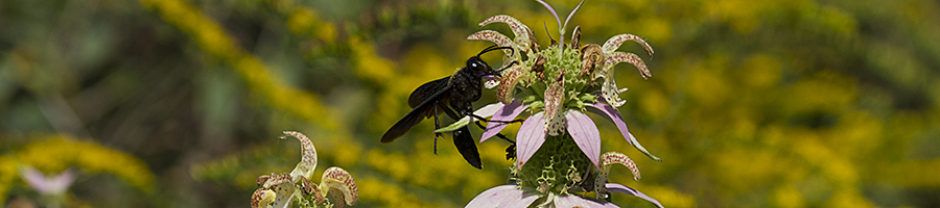 North Carolina Pollinator Conservation Alliance