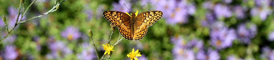 North Carolina Pollinator Conservation Alliance